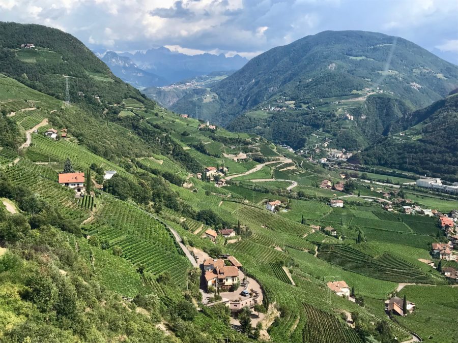 where to buy natural wine online, grape revival