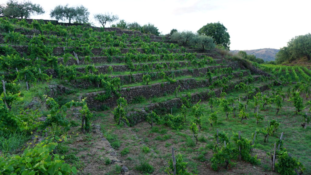 Palmento di Levante Vineyards of Fabio Signorelli on Mt. Etna, Sicily